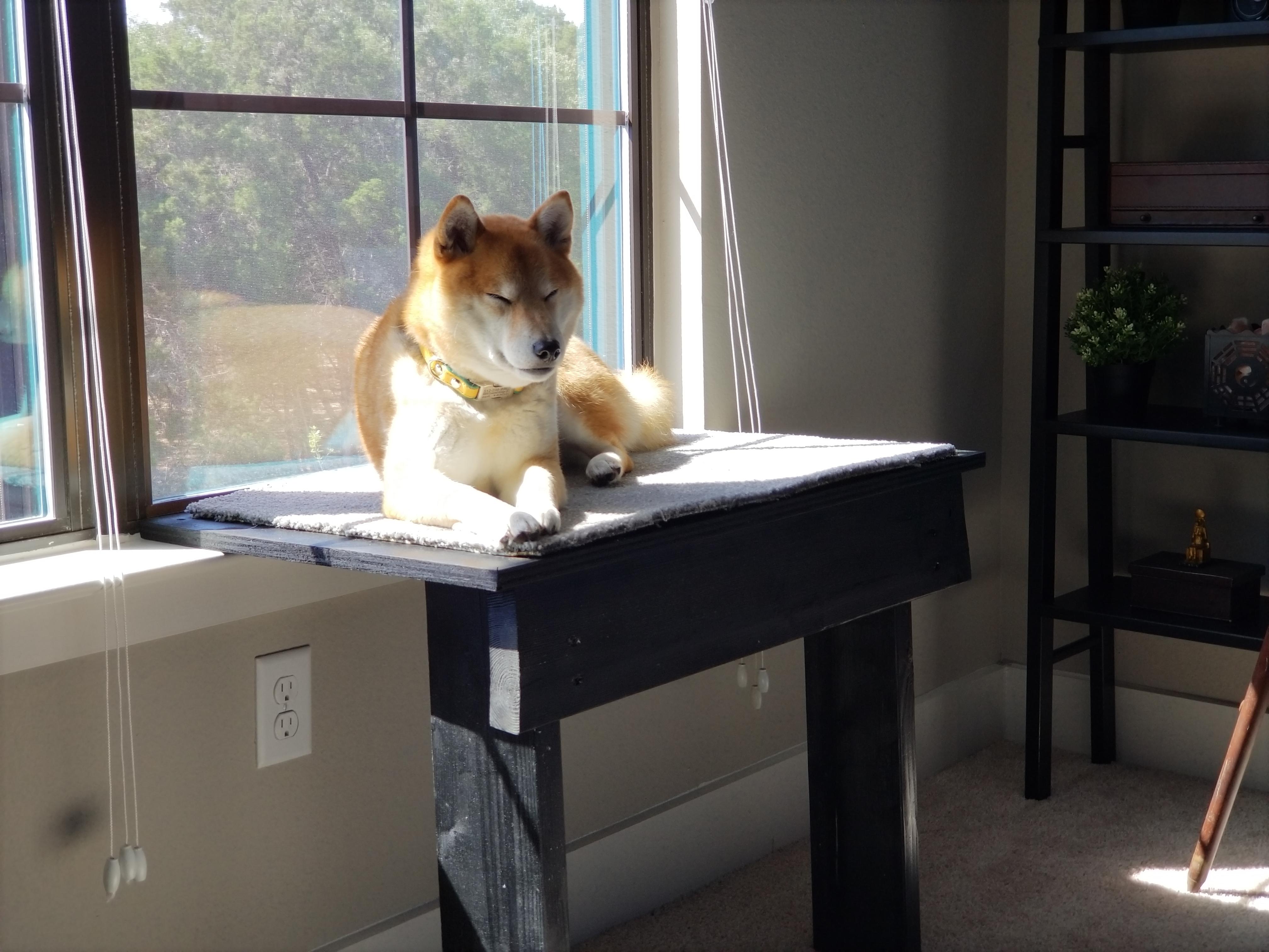 platform for dog to look out window