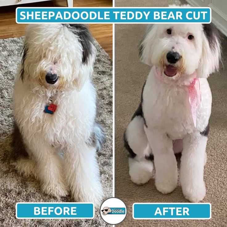 sheepadoodle hair styles