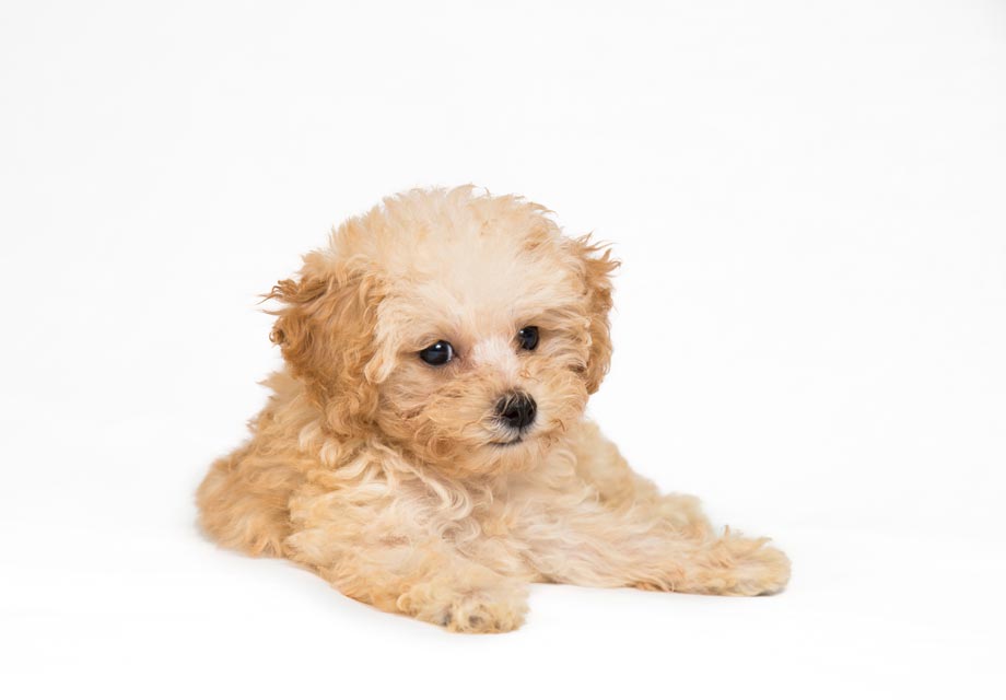 toy poodle puppies for sale new jersey