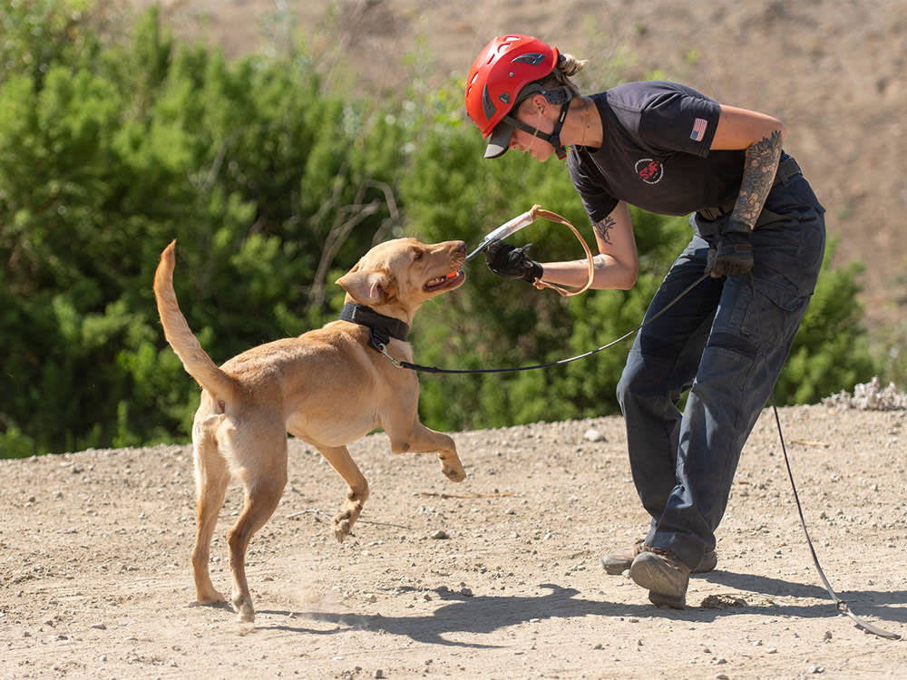 search and rescue animals