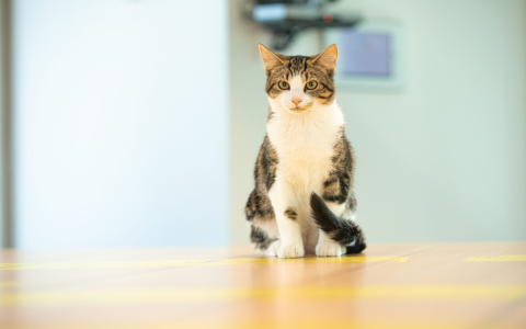 cat with poodle hair