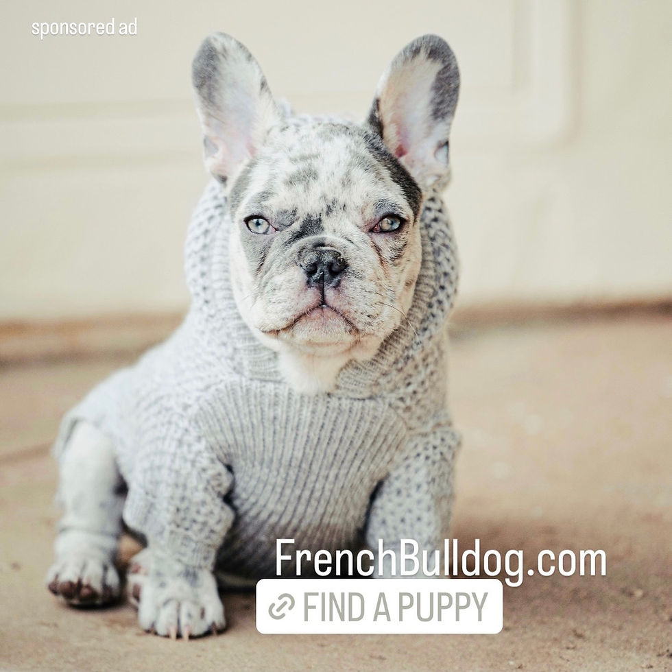free french bulldogs near me