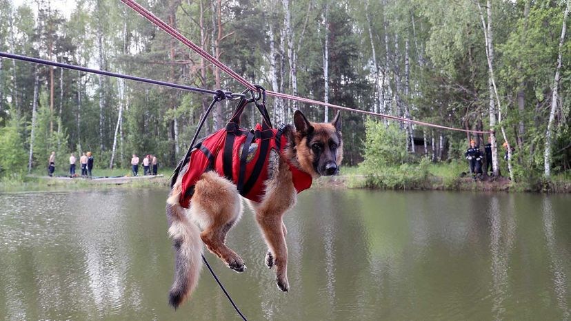 search and rescue animals