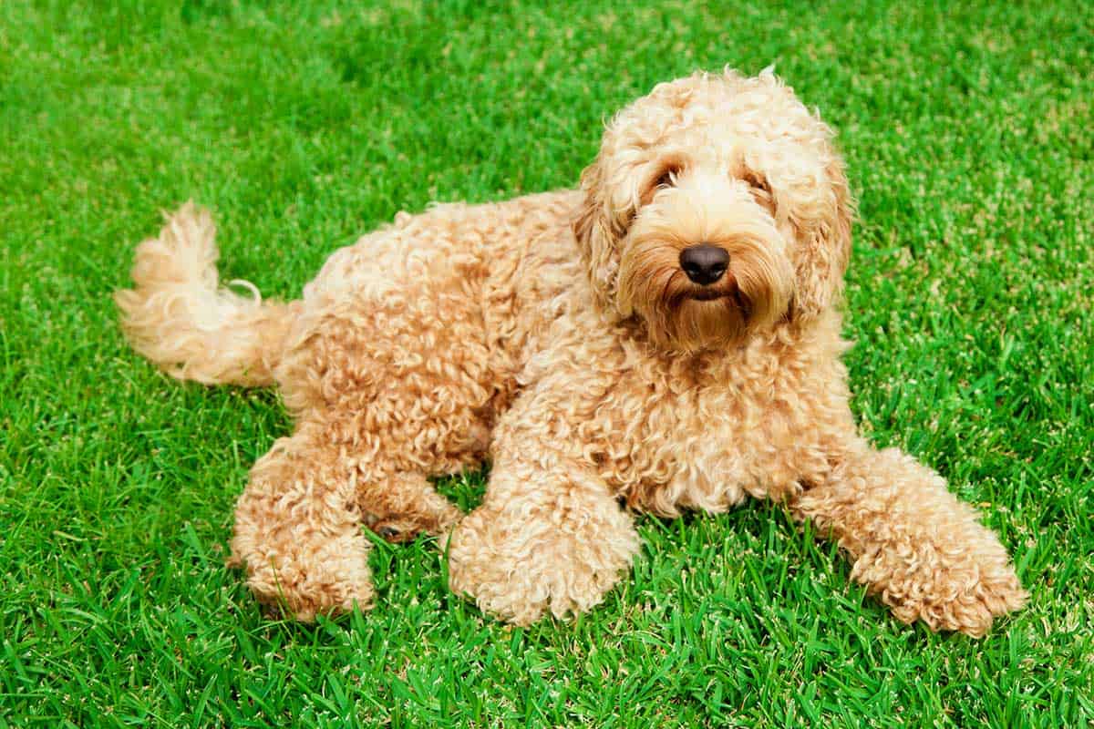 labradoodle rescue california