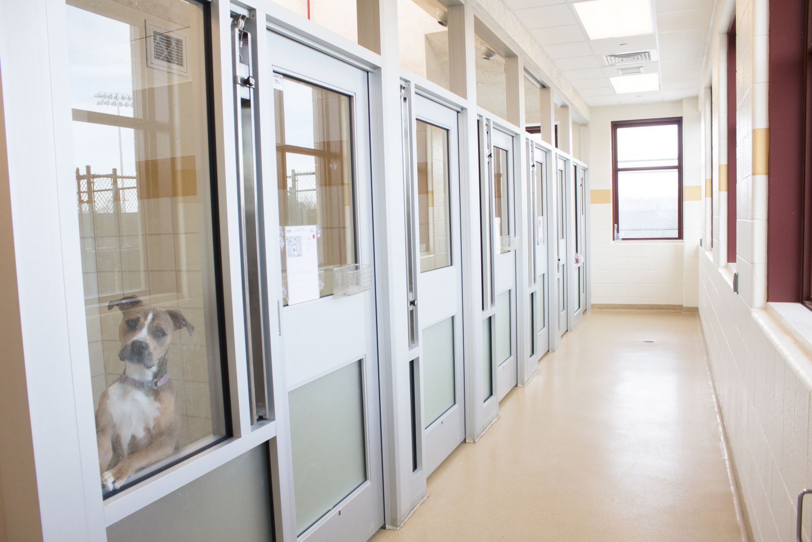private animal shelters