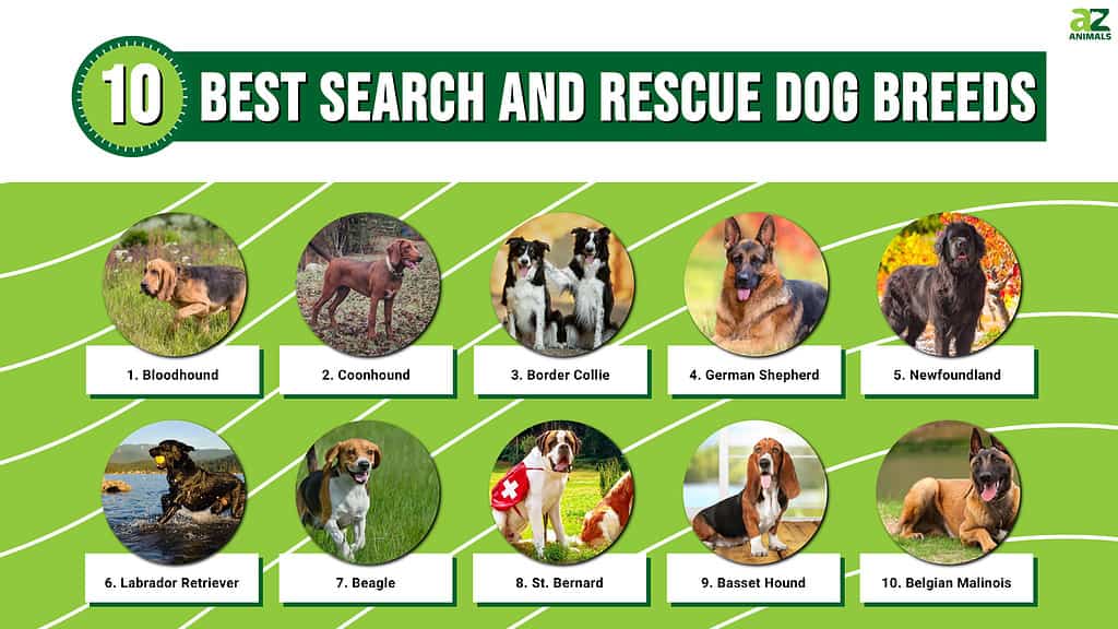 search and rescue animals