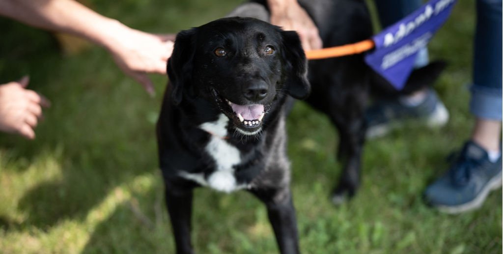 ontario county humane society photos