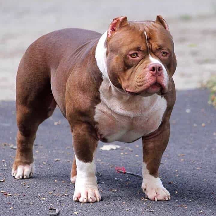 pitbull and english bulldog mix for sale