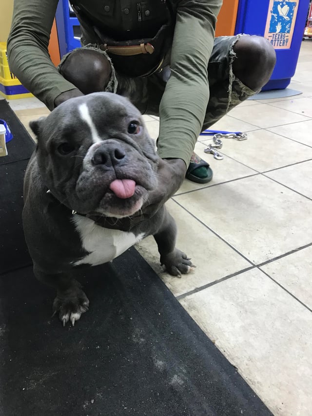 pitbull and english bulldog mix for sale