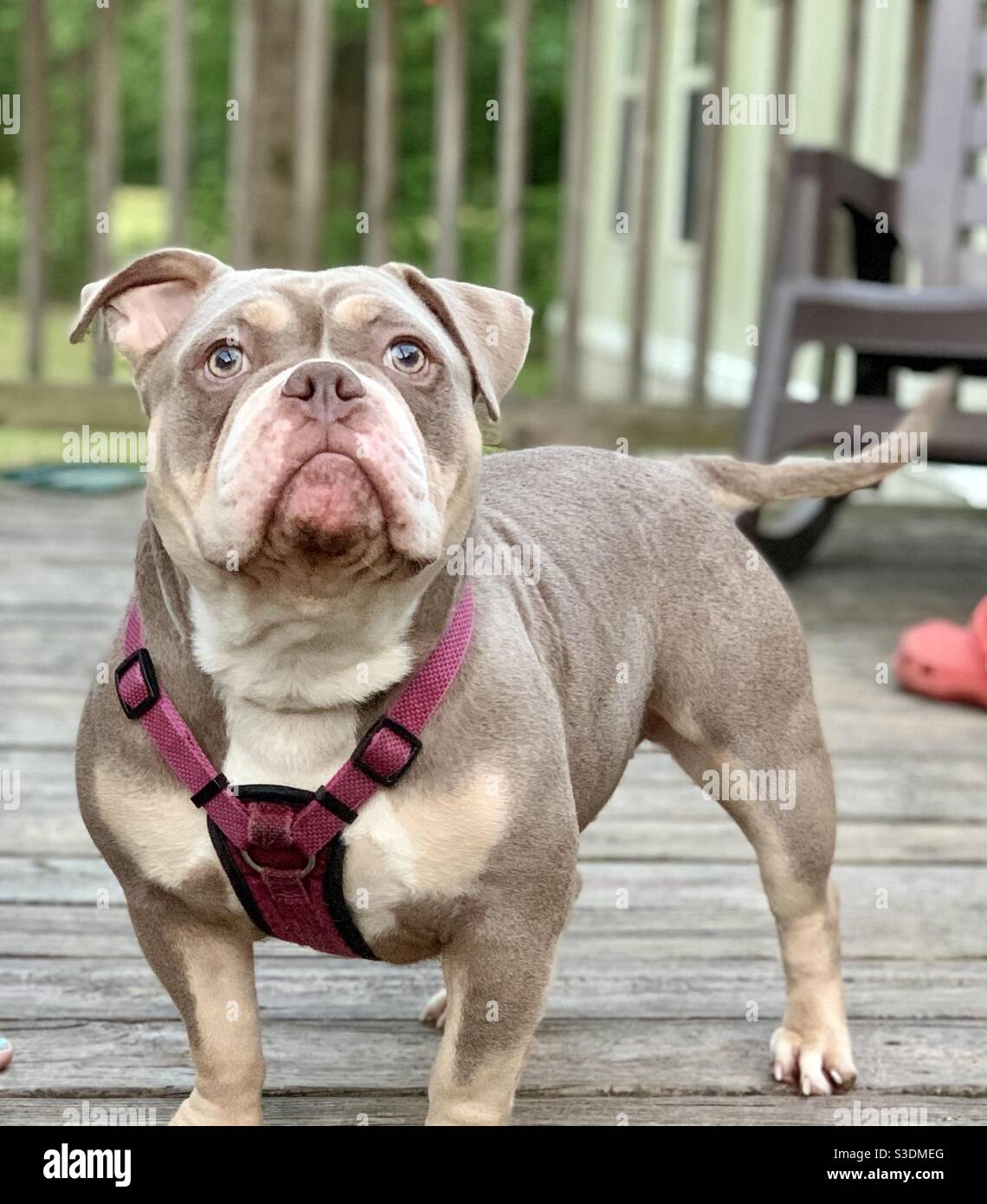 pitbull and english bulldog mix for sale