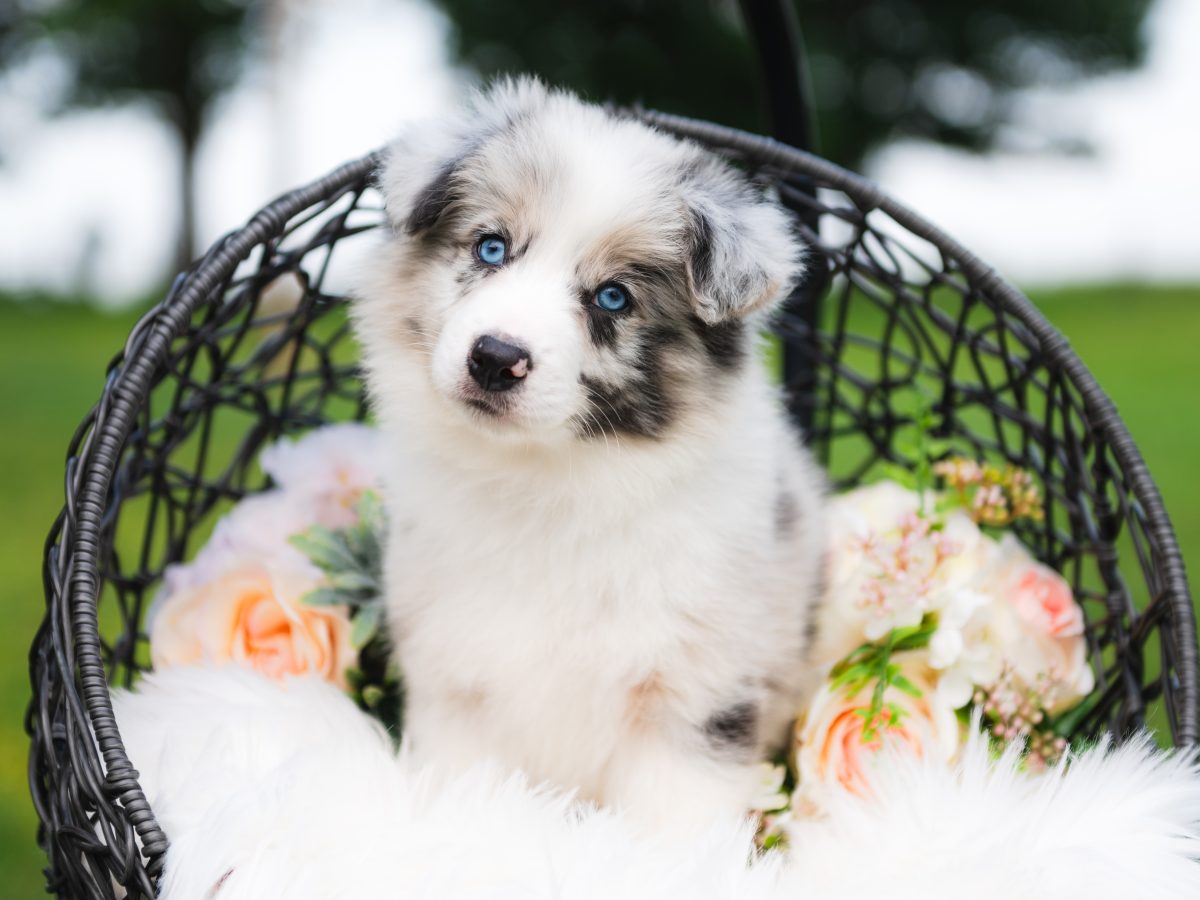 border collie mix puppies near me
