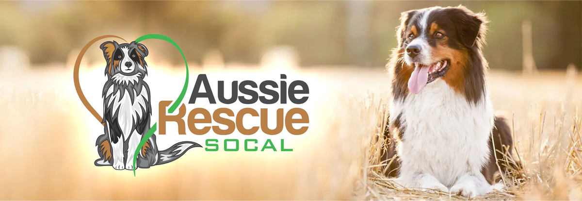 australian shepherd rescue groups
