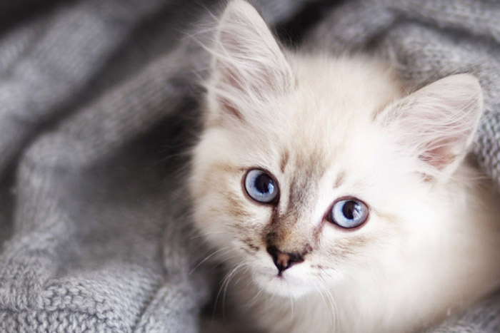 cat sanctuary near me