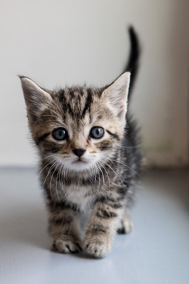 cat sanctuary near me